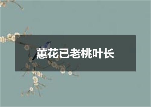 蕙花已老桃叶长