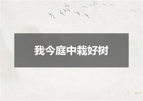 我今庭中栽好树