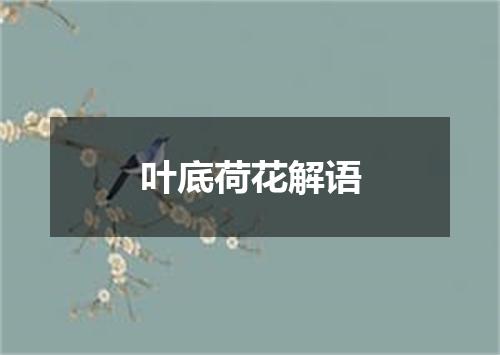叶底荷花解语