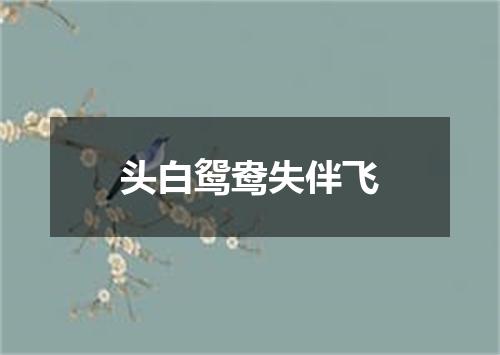 头白鸳鸯失伴飞