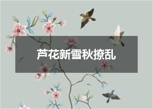 芦花新雪秋撩乱