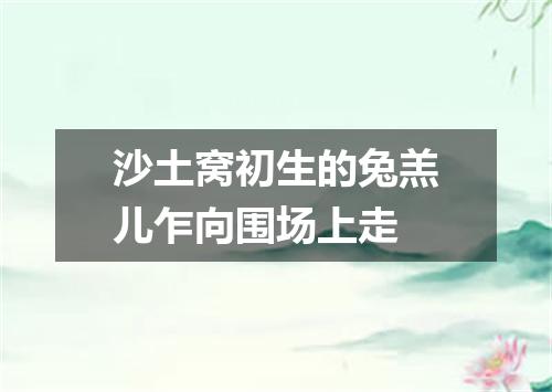 沙土窝初生的兔羔儿乍向围场上走
