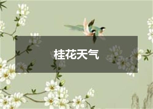 桂花天气