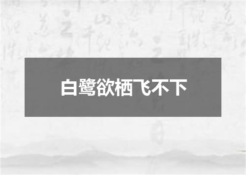 白鹭欲栖飞不下