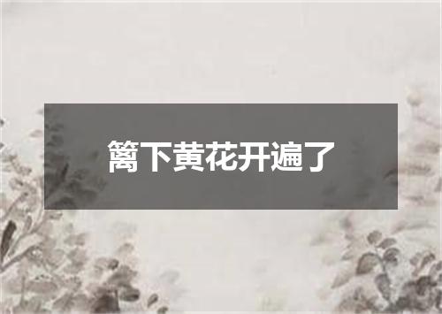 篱下黄花开遍了