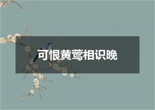 可恨黄莺相识晚