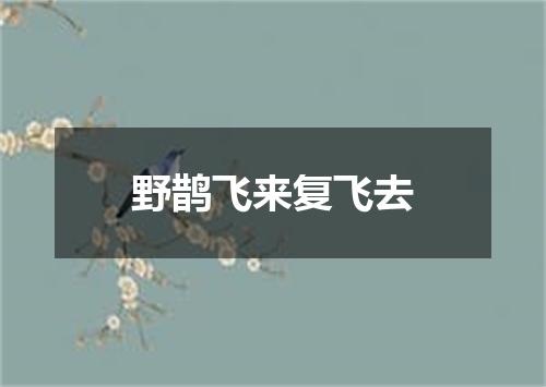 野鹊飞来复飞去
