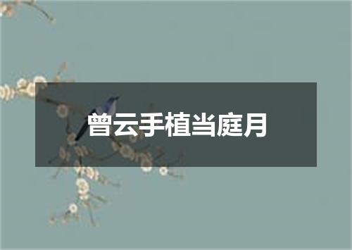 曾云手植当庭月