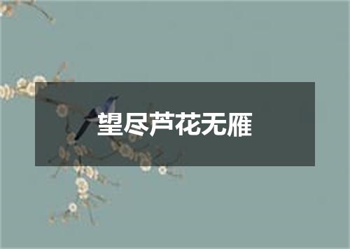 望尽芦花无雁