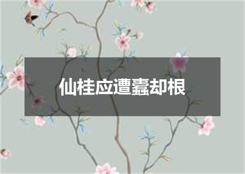 仙桂应遭蠹却根