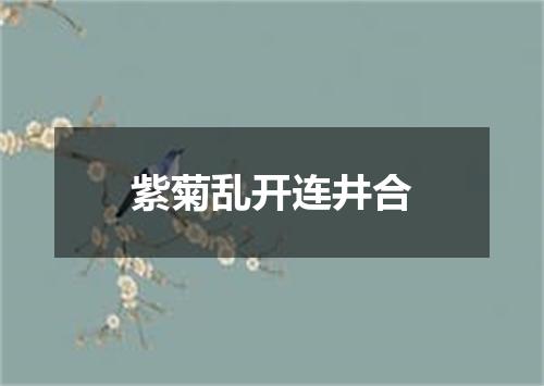紫菊乱开连井合
