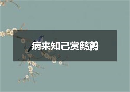 病来知己赏鹪鹩