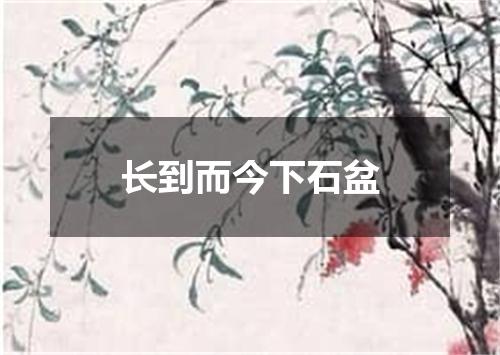 长到而今下石盆