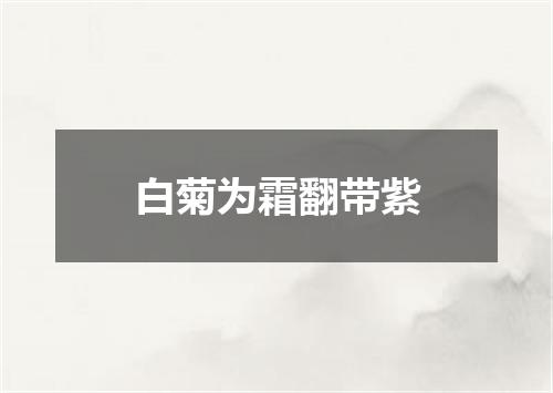 白菊为霜翻带紫