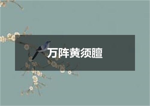 万阵黄须膻