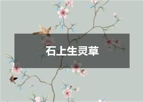 石上生灵草