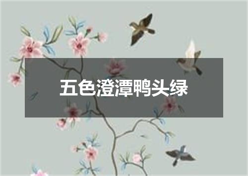 五色澄潭鸭头绿