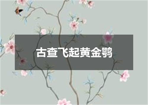 古查飞起黄金鹗