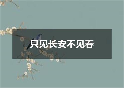 只见长安不见春
