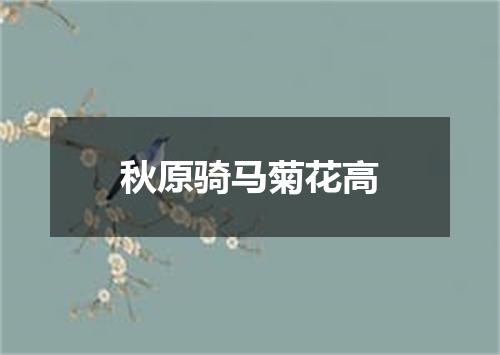 秋原骑马菊花高