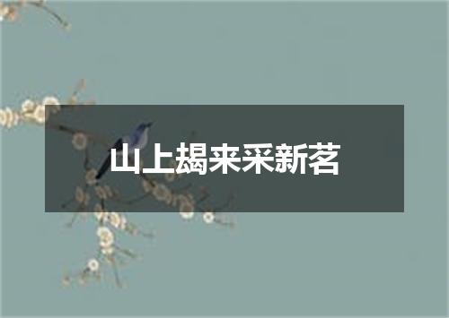 山上朅来采新茗