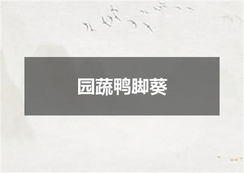 园蔬鸭脚葵