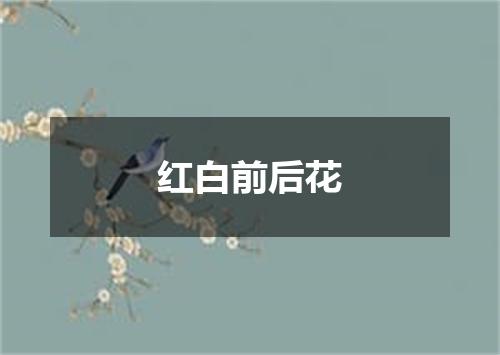 红白前后花