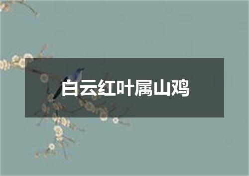 白云红叶属山鸡