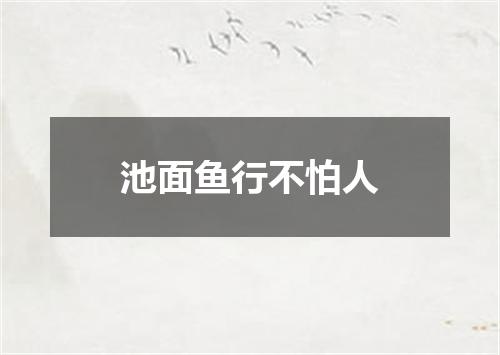 池面鱼行不怕人
