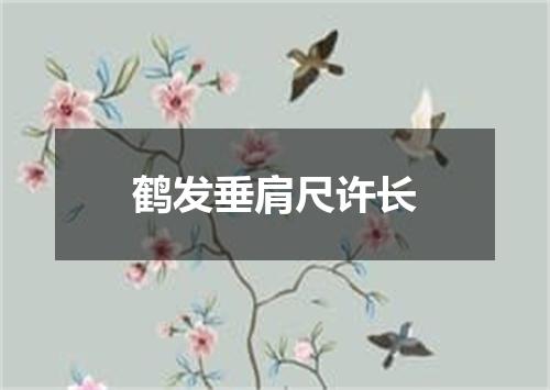 鹤发垂肩尺许长