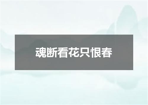 魂断看花只恨春
