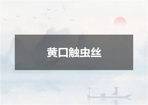 黄口触虫丝