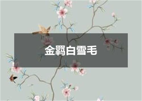 金羁白雪毛