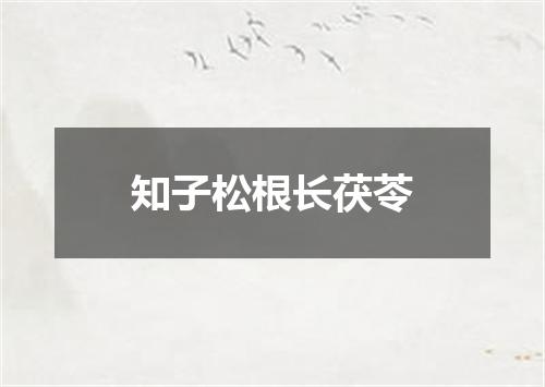 知子松根长茯苓