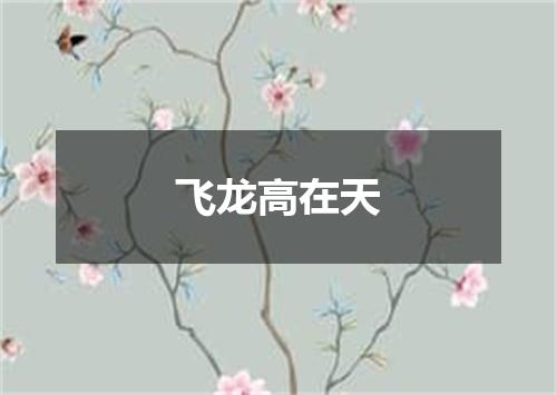 飞龙高在天