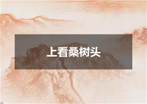 上看桑树头