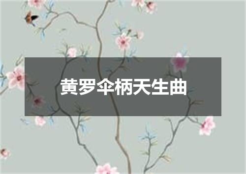 黄罗伞柄天生曲