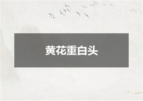黄花重白头
