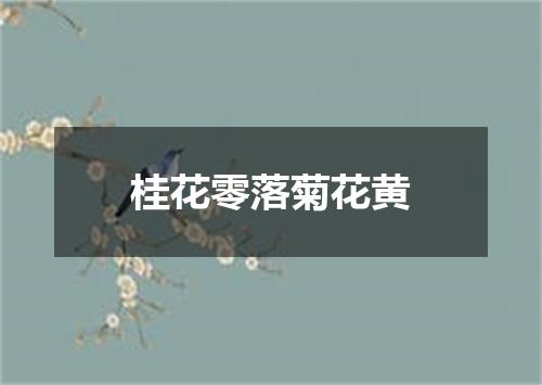 桂花零落菊花黄