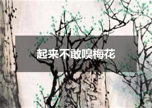 起来不敢嗅梅花