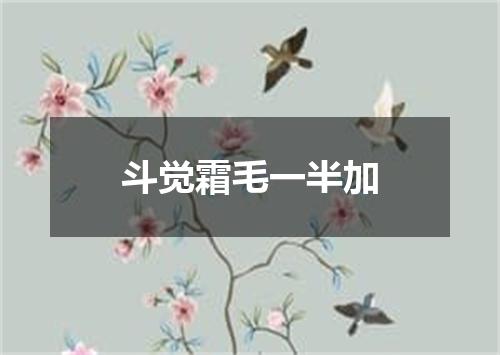 斗觉霜毛一半加