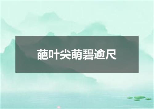 葩叶尖萌碧逾尺