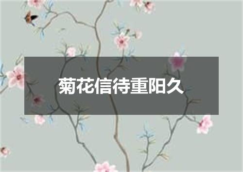 菊花信待重阳久