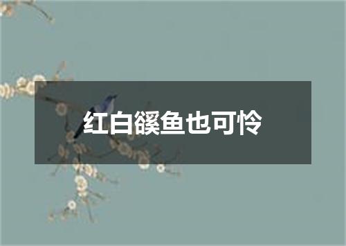 红白豀鱼也可怜