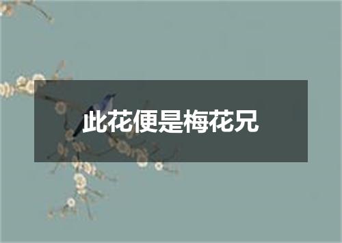 此花便是梅花兄