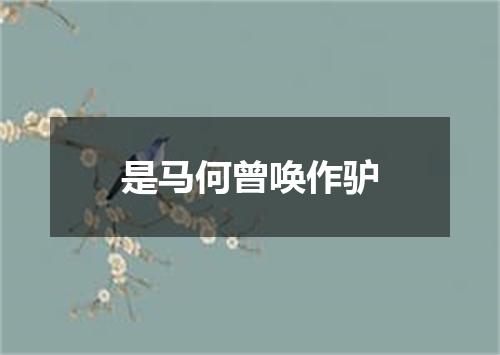 是马何曾唤作驴