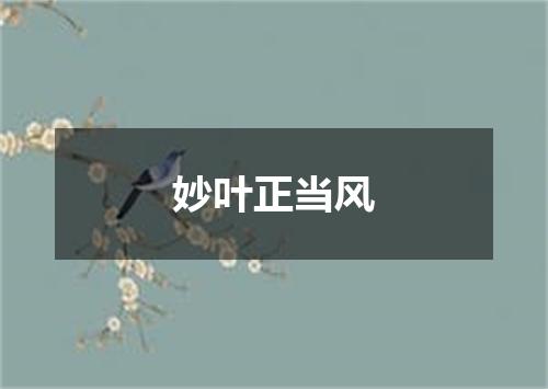 妙叶正当风