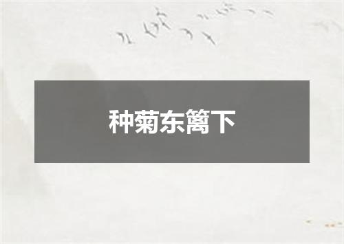 种菊东篱下