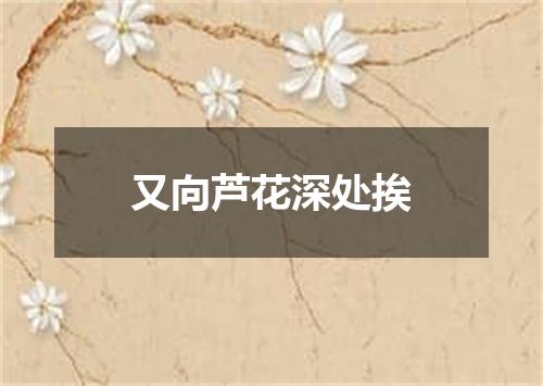 又向芦花深处挨