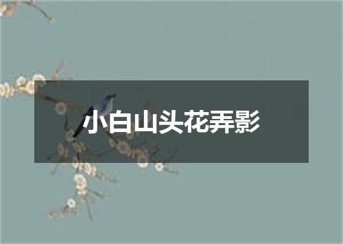 小白山头花弄影
